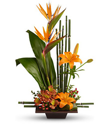 Exotic Grace
